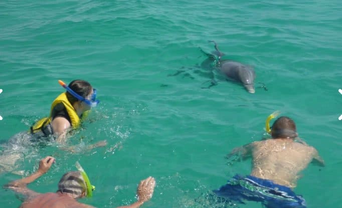 Things To Do https://30aescapes.icnd-cdn.com/images/thingstodo/dolphin swim experience panama city beach florida.jpg